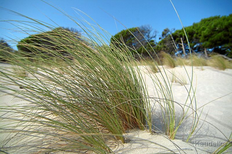 Gaeser_im_Sand.jpg - Gräser im Sand