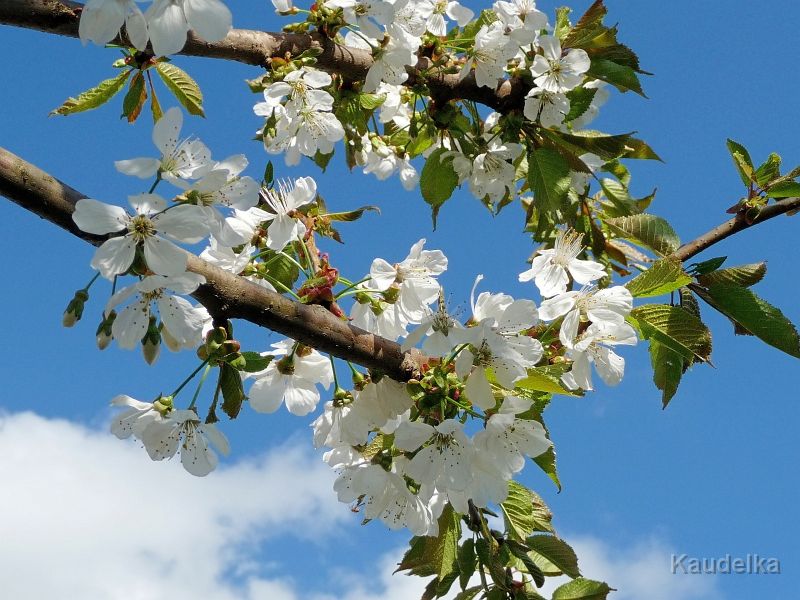 Kirschblueten.jpg - Kirschblüten