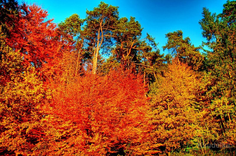 herbstfarben.jpg - Herbstfarben