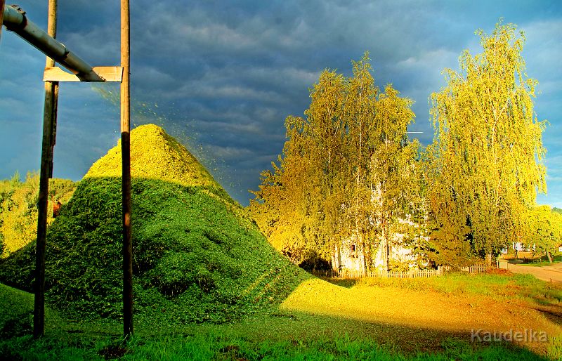 hopfen_haeckselgut.jpg - Hopfen Häckselgut