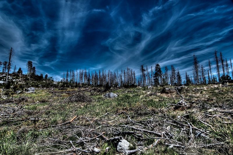 Waldsterben.jpg - Waldsterben - nicht die Natur braucht uns, WIR brauchen die Natur