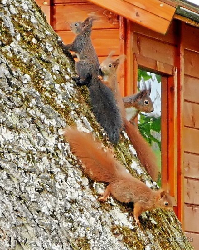 familie_eichhorn_5.jpg - Familie Eichhorn