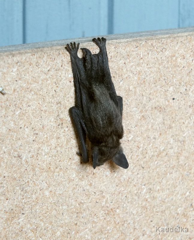 fledermaus_in_unserem_garten.jpg - Fledermaus in unserem Garten