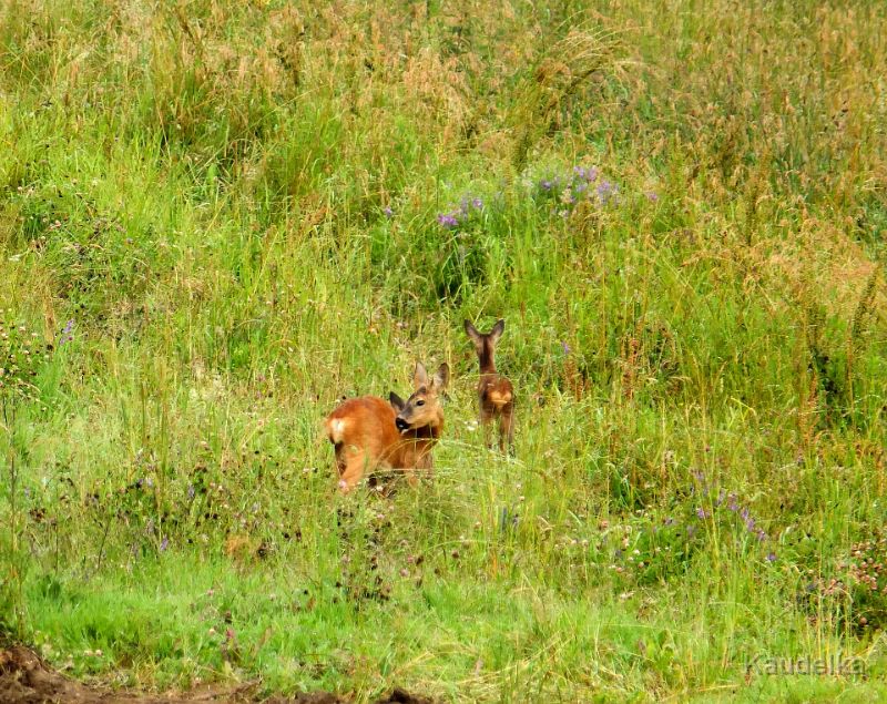 rehe_hinterm_haus_2.jpg - Ausblick der Woche - Rehe hinterm Haus