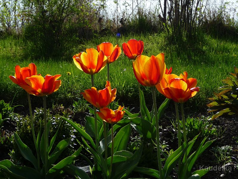 32_tulpen_im_fruehling.jpg - Tulpen im Frühling