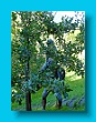 Gartenbauverein 2-Tagesfahrt Schloss Trauttmannsdorf bei Meran gartenbauverein_2-tagesfahrt_schloss_trauttmannsdorf_bei_meran_073
