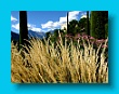 Gartenbauverein 2-Tagesfahrt Schloss Trauttmannsdorf bei Meran gartenbauverein_2-tagesfahrt_schloss_trauttmannsdorf_bei_meran_112
