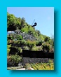 Gartenbauverein 2-Tagesfahrt Schloss Trauttmannsdorf bei Meran gartenbauverein_2-tagesfahrt_schloss_trauttmannsdorf_bei_meran_119
