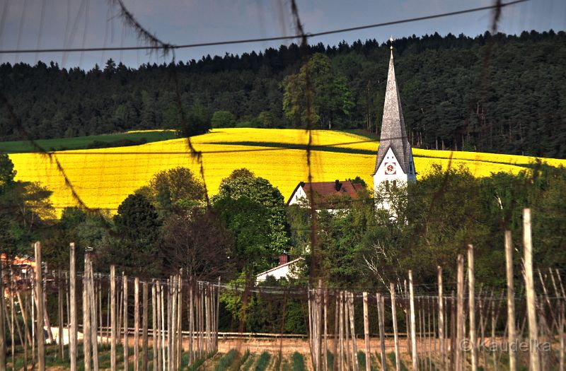 oberlauterbach_im_raps_02.jpg - Oberlauterbach im Raps