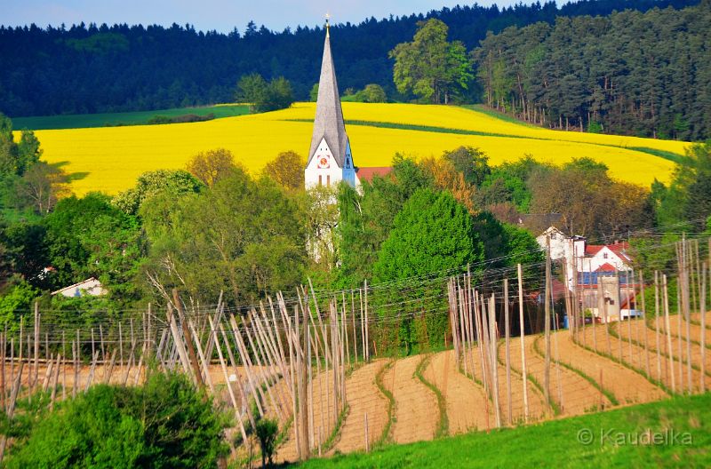 oberlauterbach_im_raps_03.jpg - Oberlauterbach im Raps