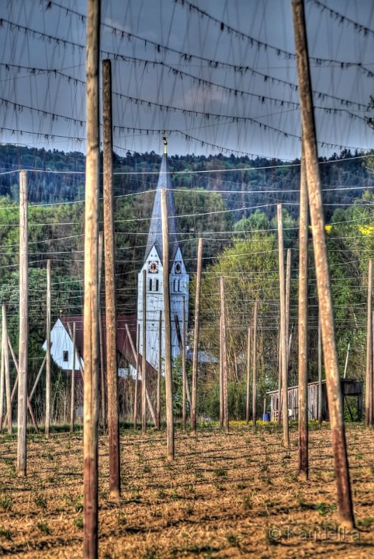 oberlauterbach_im_raps_04.jpg - Oberlauterbach im Raps