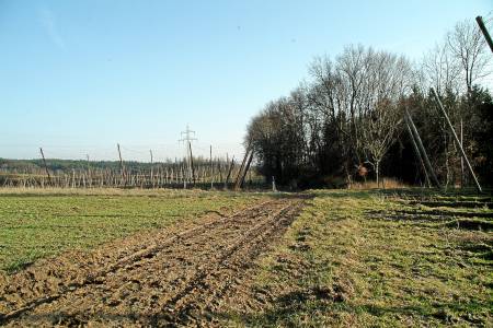 Blick zurck zum Waldrand